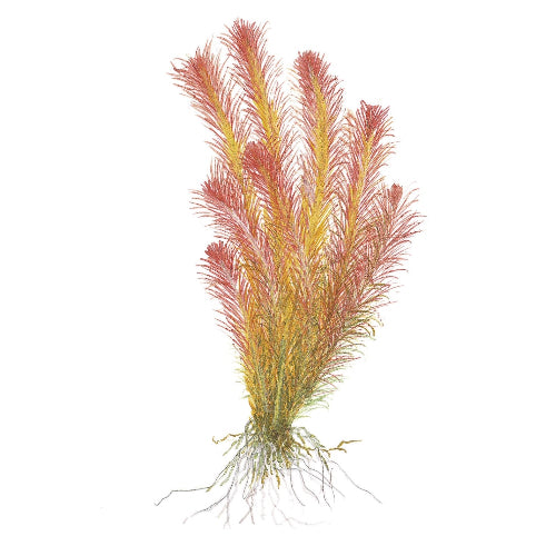 Rote Feinblatt Rotala – Rotala wallichii