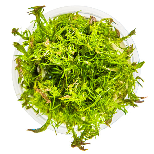 Rote Feinblatt Rotala – Rotala wallichii