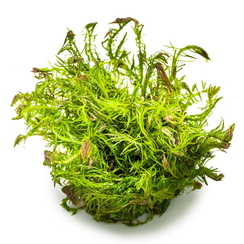 Rote Feinblatt Rotala – Rotala wallichii