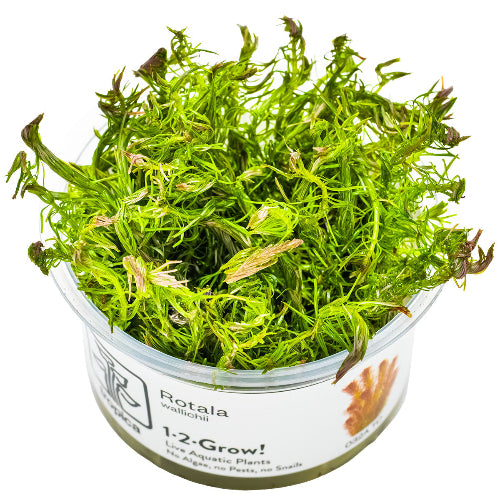Rote Feinblatt Rotala – Rotala wallichii