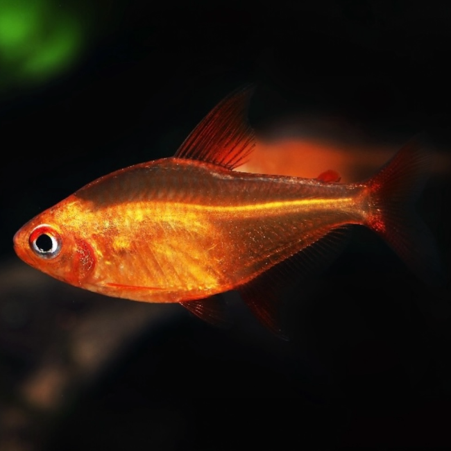 Roter Kirschsalmler - Hyphessobrycon sp. "MUZEL RED CHERRY"
