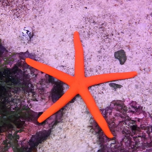 Roter Seestern - Linckia sp.
