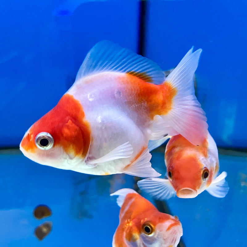 Ryukin Goldfisch - Carassius auratus "Sakura"