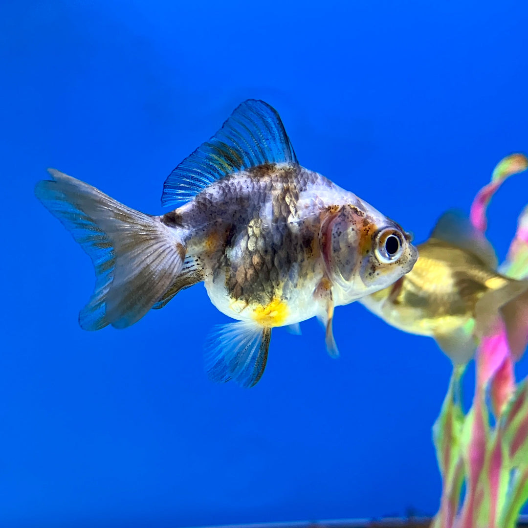Ryukin Goldfisch - Carassius auratus "Shorttail Mix"