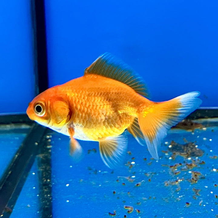Ryukin Goldfisch - Carassius auratus "Shorttail Mix"