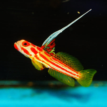 Yasha Grundel - Stonogobiops yasha