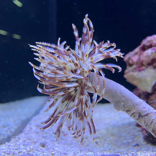 Röhrenwurm - Sabellastarte magnifica "Karibik"