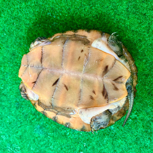 Vietnamesische Pfauenaugenschildkröte - Sacalia quadriocellata NZ 2025 RARITÄT