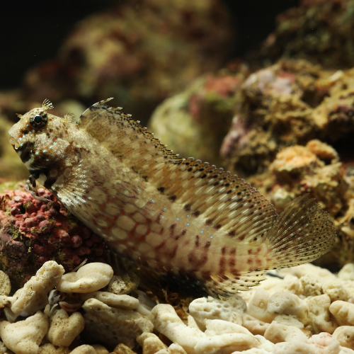 Juwelen Felshüpfer - Salarias fasciatus