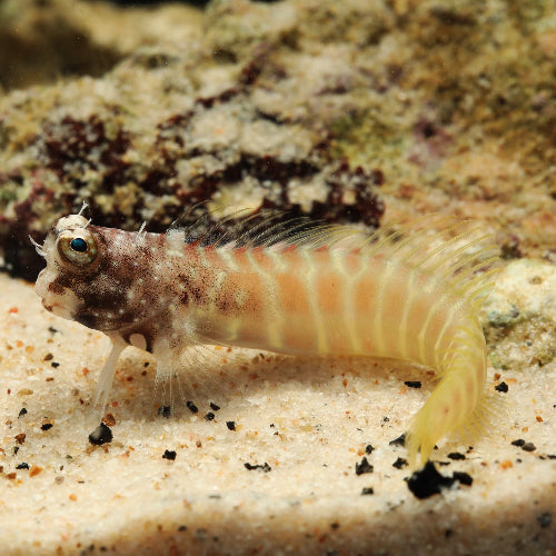 Segmentierter Schleimfisch - Salarias segmentatus