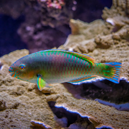 Papageifisch - Scarus quoyi