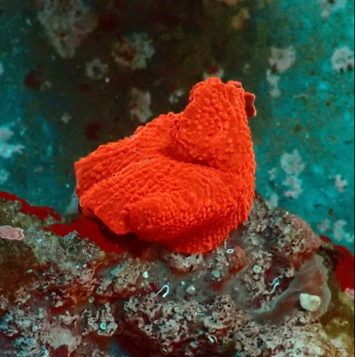 Scheibenanemone - Discosoma sp. "Ultra Rot"