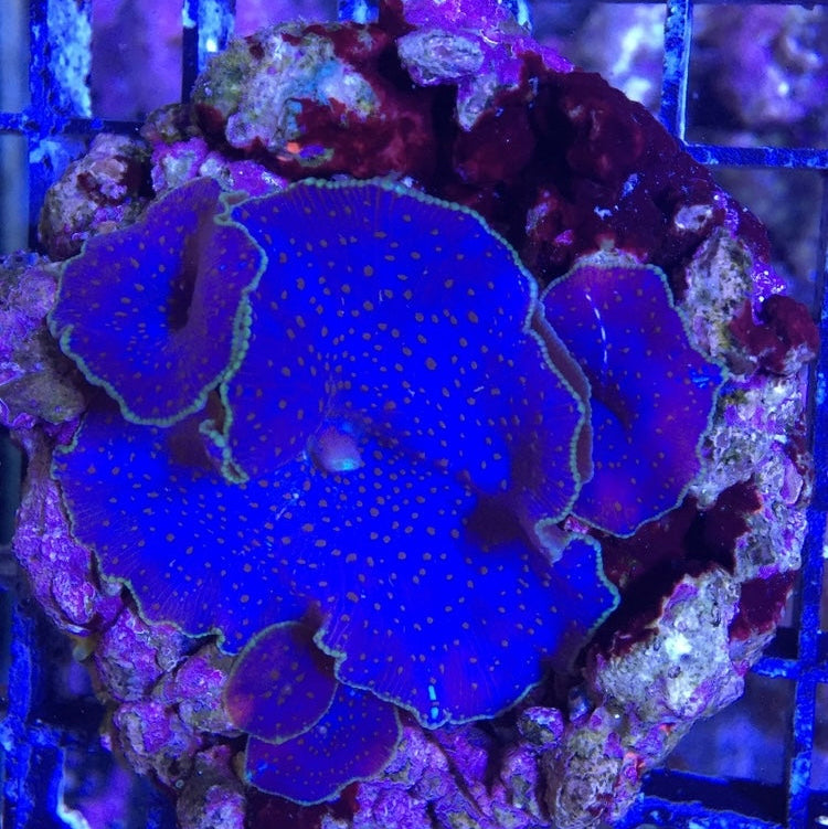 Scheibenanemone - Discosoma sp. Blau/Grüner Rand Ableger Aqua Planet