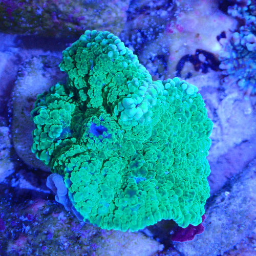 Scheibenanemone Ultra Green