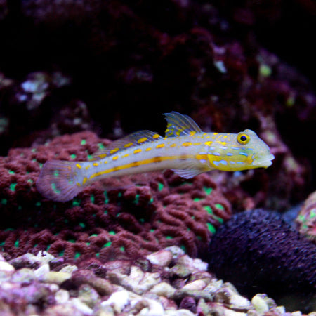 Maiden Schläfergrundel - Valenciennea puellaris