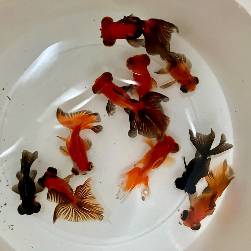 Schleierschwanz - Carassius auratus "Butterfly Mix"