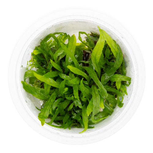 Schmalblättriger Javafarn – Microsorum pteropus "Narrow"