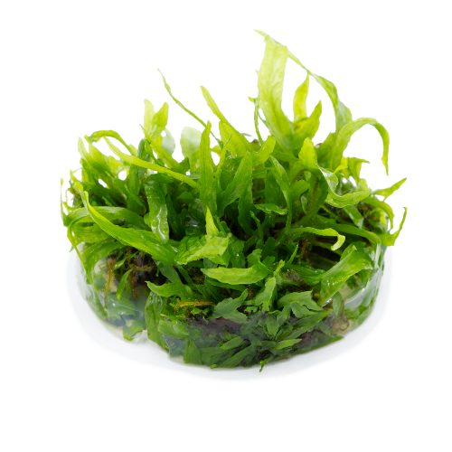 Schmalblättriger Javafarn – Microsorum pteropus "Narrow"