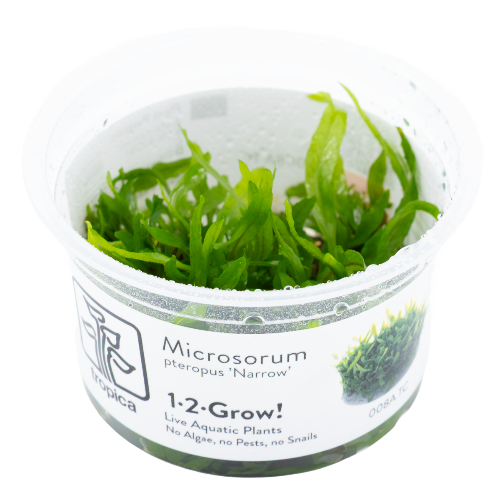 Schmalblättriger Javafarn – Microsorum pteropus "Narrow"