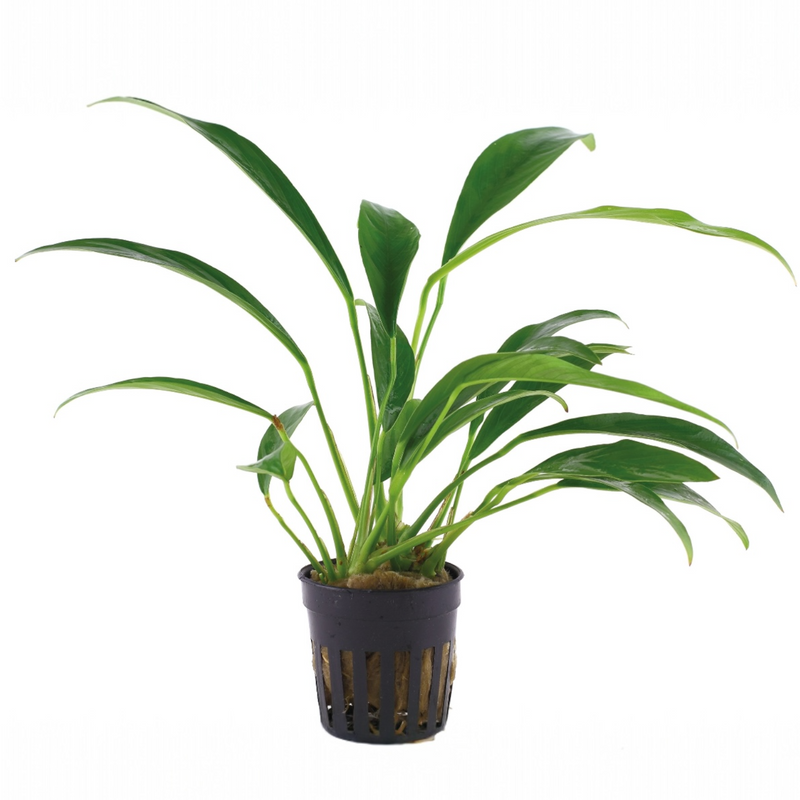 Schmalblättriges Speerblatt – Anubias barteri var. glabra