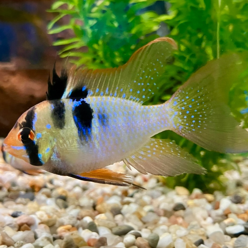Südamerikanischer Schmetterlingsbuntbarsch - Mikrogeophagus ramirezi "Schleier"