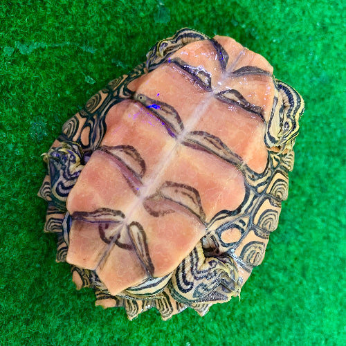 Schwarzknopf Höckerschildkröte - Graptemys nigrinoda NZ 2025