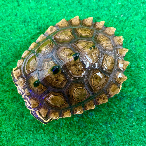 Schwarzknopf Höckerschildkröte - Graptemys nigrinoda NZ 2025