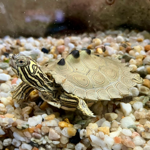 Schwarzknopf Höckerschildkröte - Graptemys nigrinoda NZ 2025