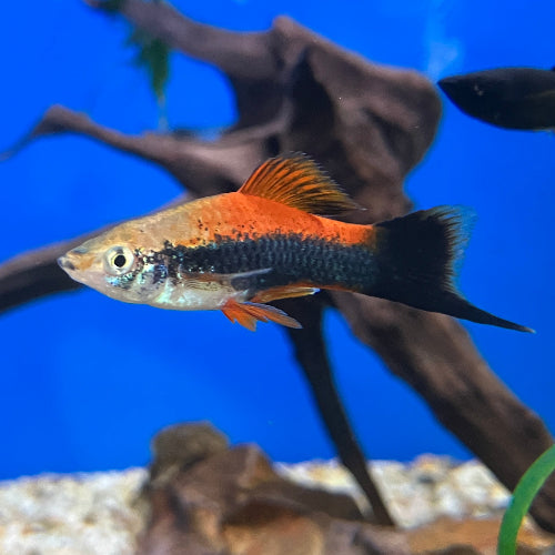 Schwertträger - Xiphophorus helleri "Tuxedo"