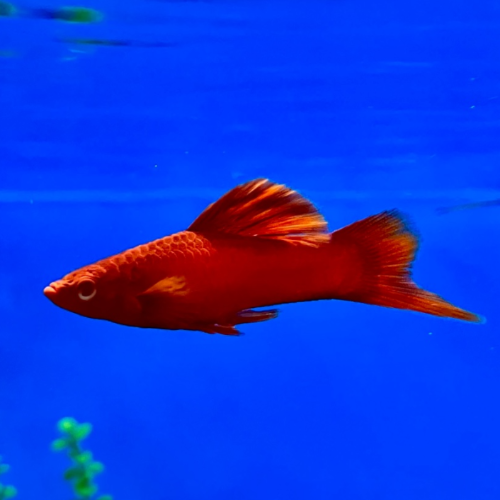 Schwertträger - Xiphophorus helleri "Rot Cauliflower“