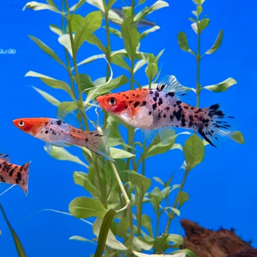 Schwertträger - Xiphophorus helleri "Koi"