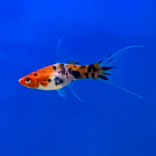 Schwertträger - Xiphophorus helleri "Koi Schleier“