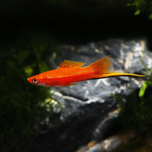 Schwertträger - Xiphophorus helleri "Rot"