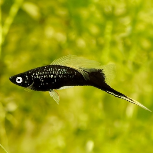 Schwertträger - Xiphophorus helleri "Schwarz"