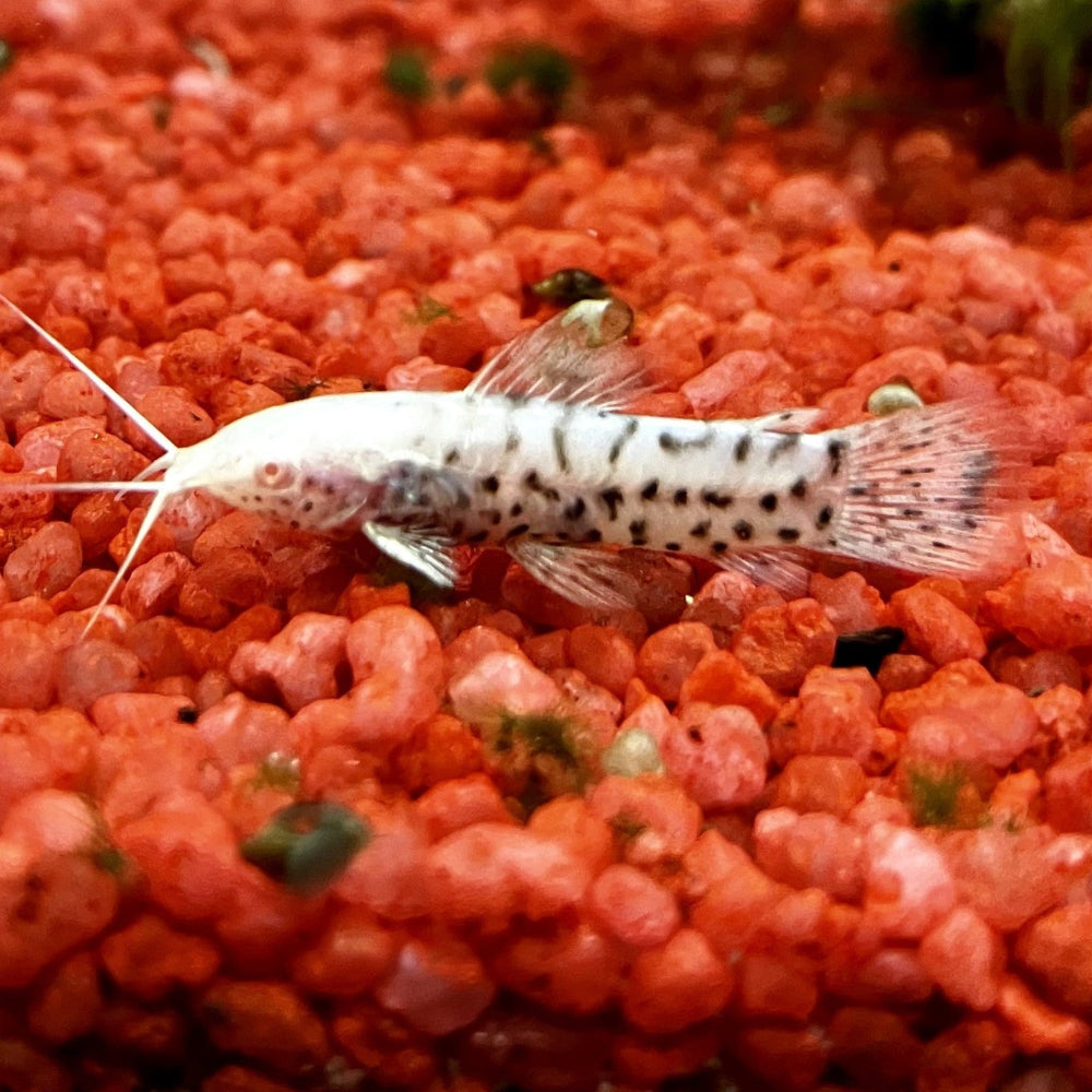 Schwielenwels "albino" - Hoplosternum thoracatum
