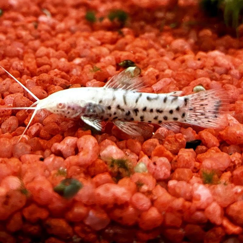 Schwielenwels "albino" - Hoplosternum thoracatum