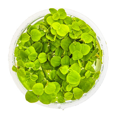 Schwimmende Wolfsmilch - Phyllanthus fluitans