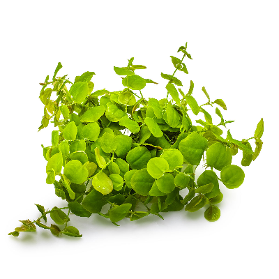 Schwimmende Wolfsmilch - Phyllanthus fluitans