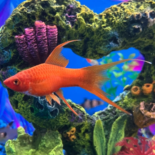 Schwertträger - Xiphophorus helleri "Rot Lyretail"