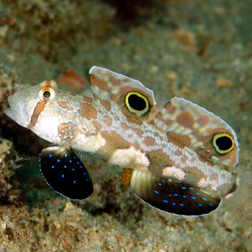 Krabbenaugengrundel - Signigobius biocellatus