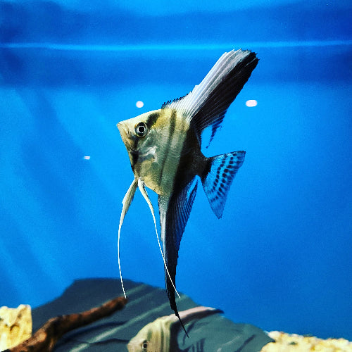 Skalar - Pterophyllum scalare "Bicolor"