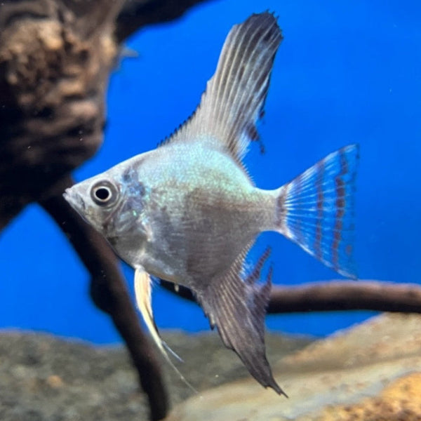 Skalar - Pterophyllum scalare "Blue Avatar"