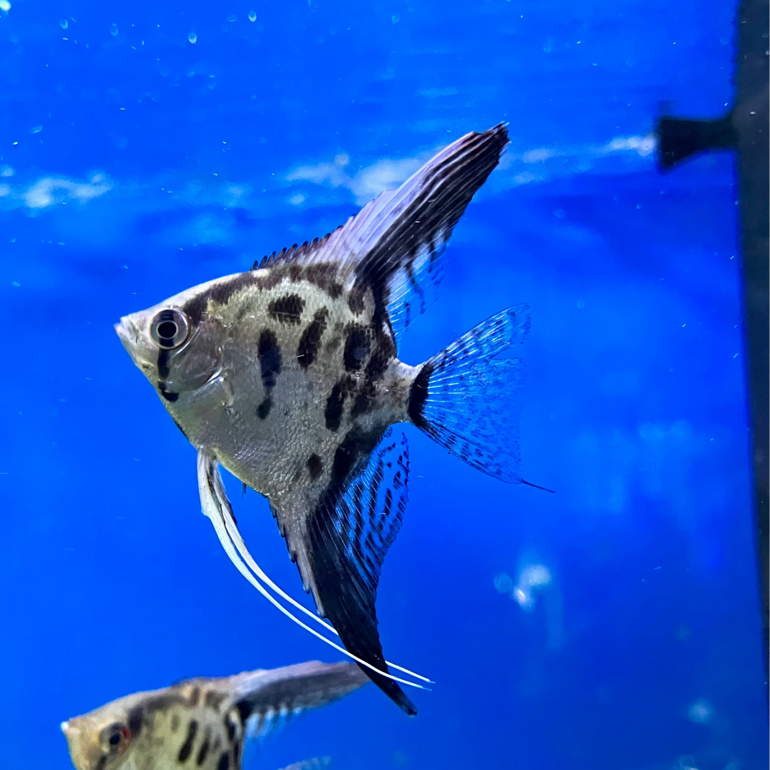 Skalar "Leopard"