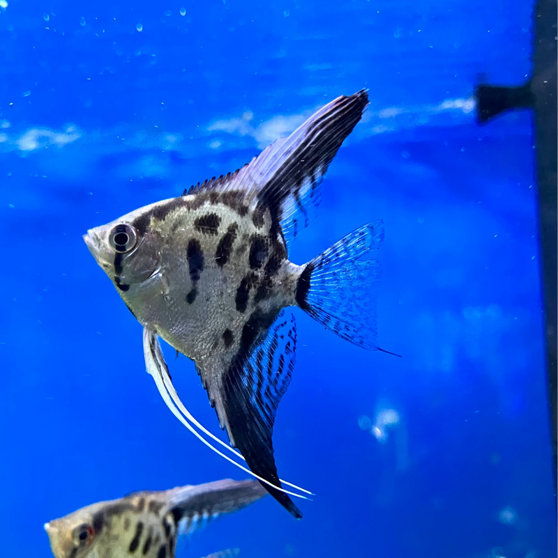 Skalar "Leopard"