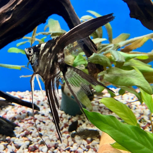 Skalar - Pterophyllum scalare " Marble schleier"