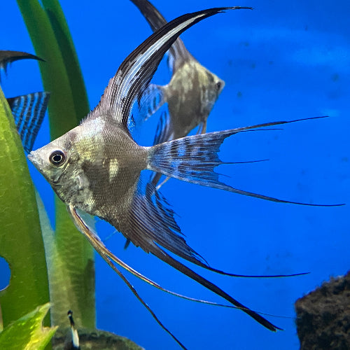 Skalar - Pterophyllum scalare "Schleier"