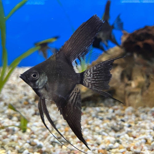 Skalar - Pterophyllum scalare "Schwarz Schleier"