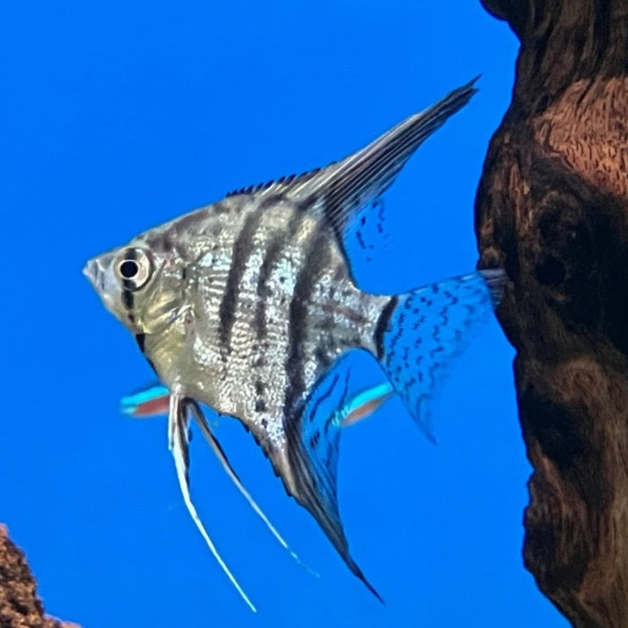 Skalar - Pterophyllum scalare "Zebra"