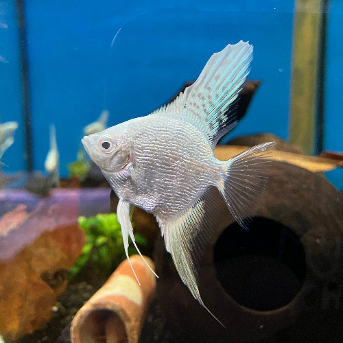 Skalar - Pterophyllum scalare "Platinum weiss Zebra"