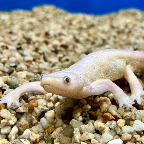 Spanischer Rippenmolch - Pleurodele walti "Albino"